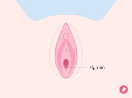 Hymen vagina|Hymen - Wikipedia