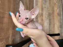 малышки голенькие|голые милашки » Красивые порно фото подборки и любительские селфи голых  девок @ xclsv.ru