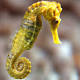 Pregnant women are a lot like male seahorses, say scientists 