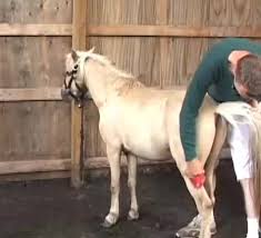 Pony fuck girl zoo porn men zoophilia jpg x Pony fucks girl