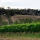 Devastated: Smoke taint hits Adelaide Hills wineries 