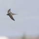 Living life on high: swift birds eat, sleep, and mate without touching Earth 