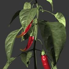 image chilli models|Portrait of beautiful young woman with red hot chili peppers, fashion model  with creative food vegetable make up looking sideways into empty space,  isolated against black background.Red chili paprika. Stock 写真 |