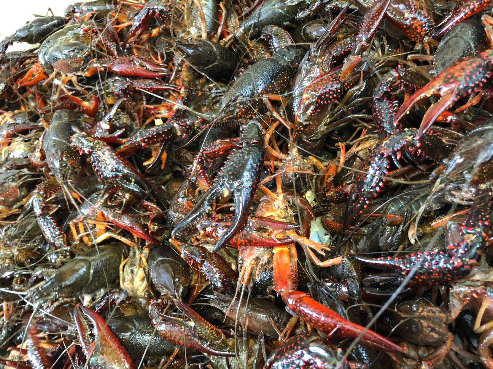 Flying Fish Seafood by null