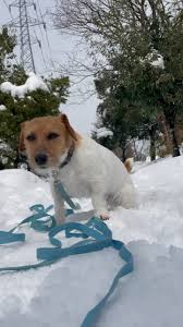 女性　大便　雪上|雪上車で行く「みやぎ蔵王樹氷めぐり」｜温泉山荘だいこんの花