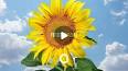 Fotosentez: Güneşten Yaşamın Anahtarı ile ilgili video