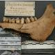 Megafauna mystery: What killed off the mastodons, mammoths, and giant sloths? 