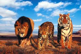 Wildlife Ranthambhore Tour From Delhi By Car