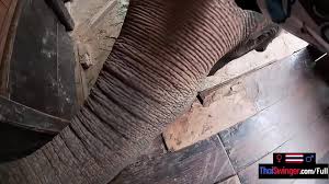 Huge black elephant cock drills a delicious tight white ass videos jpg x Elephant cock