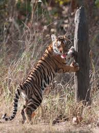 siberian mouse tanya nude|Wavelet Meets Actogram - Tanya L. Leise, Premananda Indic, Matthew J. Paul,  William J. Schwartz, 2013