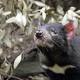 Immunotherapy Zaps Tasmanian Devils' Facial Tumors 