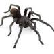 Black Tarantula Named After Singer Johnny Cash Among 14 New Spider Species Found In The US 
