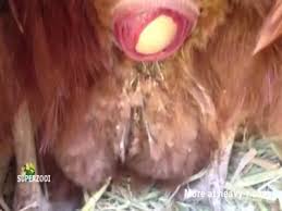 Chickens search results pornzog free porn clips jpg x Chicken sex