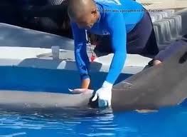 Dolphin tube jpg x Dolphin tube