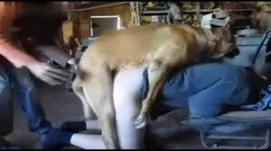 Guy fuck dog jpg x Guy fuck dog