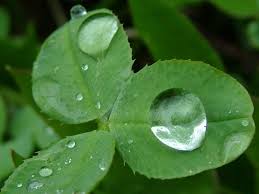 عکس قطره باران روی برگ
