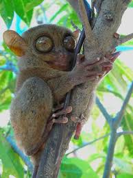 tarsier.jpg&t=1