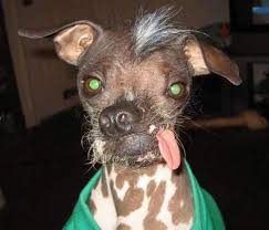 cachorro_doido.jpg