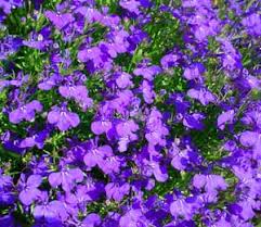http://t3.gstatic.com/images?q=tbn:xHAXccWaoey2dM:http://www.magicbymargo.com/images/lobelia_sm.jpg
