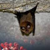 Coronavirus detected in bats shows resistance to vaccines