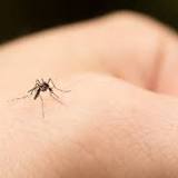 Do mosquitos love you? Know what makes you more desirable to them