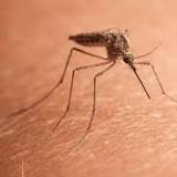 More mosquitoes infected with rare, potentially deadly EEE virus found in Oswego County