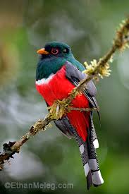  Trogon images?q=tbn:ANd9GcQ