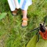 Vaccine that could prevent Lyme disease in trials and potentially available in three years