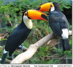 toco toucan images?q=tbn:ANd9GcQ