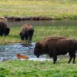 Yellowstone National Park visitor is gored to death by BISON that threw her 10ft in air