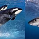 Orca Pair Rip Open Great White Sharks to Feast on Their Livers and Hearts
