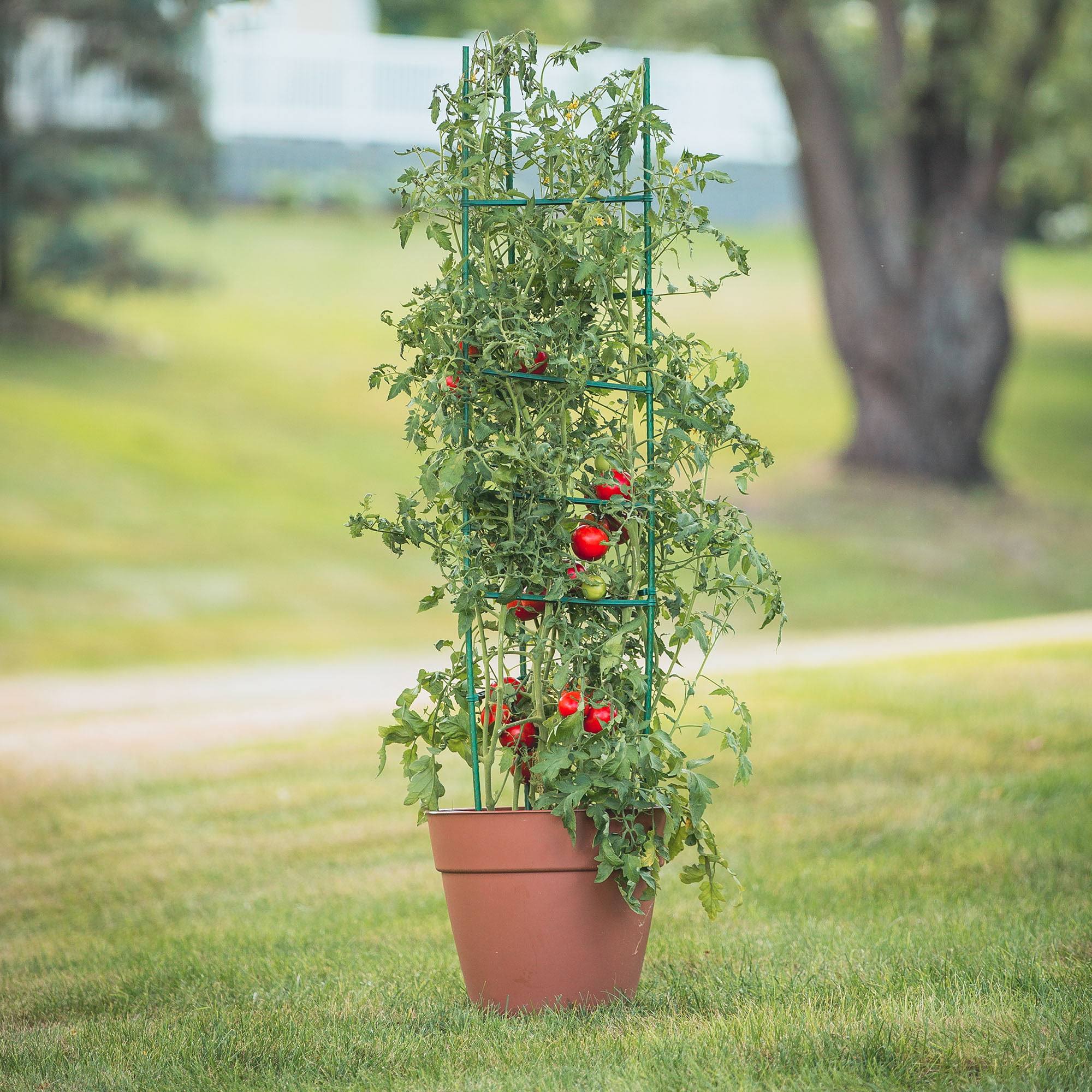 Woodstream Ultomato Ultimate Adjustable Tomato Plant Support Cage