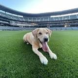 Mariners Adopt Clubhouse Dog from Local Rescue; Will Travel with Team on Road