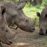 Suspects arrested after three more rhinos killed in Kruger National Park