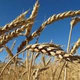 Grain Outlook: High dollar index hurts corn exports
