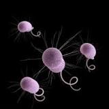Norway Pseudomonas aeruginosa outbreak over, Largest documented outbreak in hospitals both in Norway and ...