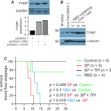 The neutralizing breadth of antibodies targeting diverse conserved epitopes between SARS-CoV and SARS-CoV-2