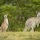 http://www.ndtv.com/world-news/over-1900-kangroos-to-be-culled-in-australia-official-1405882
