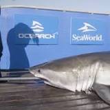 How to avoid great white sharks and what to do if you encounter one