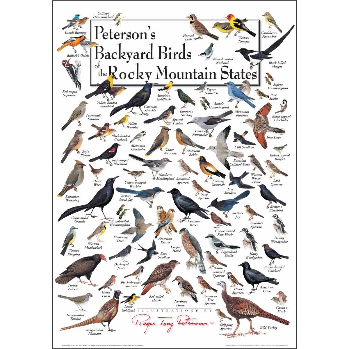 Poster - Peterson's Backyard Birds of The Rocky Mountain States