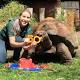 Perth Zoo Galapagos tortoise Cerro celebrates 50th birthday, eats watermelon cake 