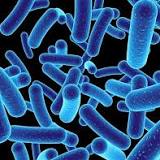 Study finds strong links between certain gut bacteria and small molecules in the blood