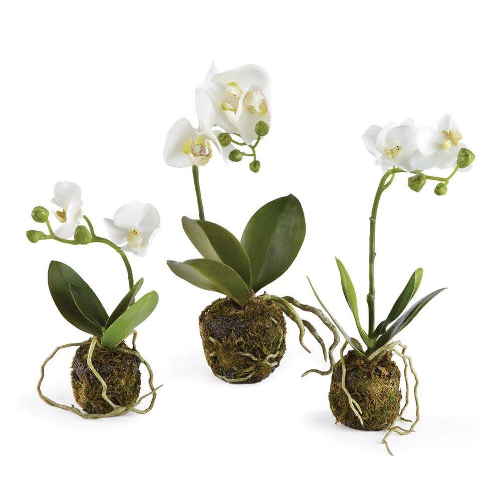 Porch & Petal Phalaenopsis Drop-In - Set of Three One-Size