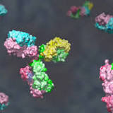 Broadly neutralizing antibodies are the blueprint for variant-proof, pansarbecovirus vaccines