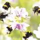 Bees 'highly intelligent' 