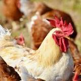 Avian flu in Pa.: New cases found on Lehigh Valley farm; nearby NJ farmers now on alert.