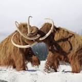 CIA Invests in Woolly Mammoth Resurrection Tech
