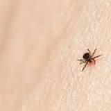 DNREC, Division of Public Health Offer Tips About Ticks