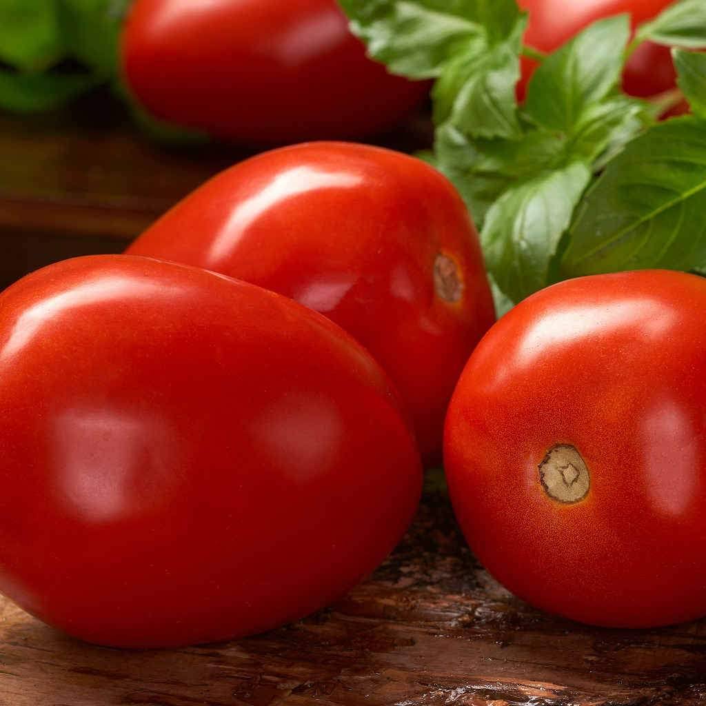 Tomato Roma VF Seed from McKenzie Seeds Canada