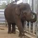 Melbourne Zoo trying to keep weight off pregnant Asian Elephant Num-Oi for ... 